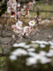 散りはじめた梅の花