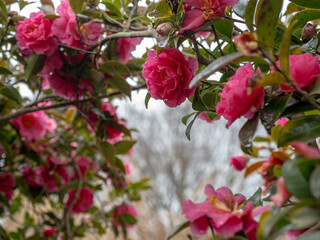 山茶花の花のトンネル