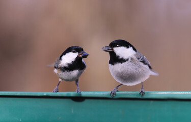 Obraz premium Two Coal tit on a feeder with a seed in its beak