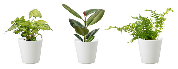 Set of small green plant,  house fern, ficus rubber Indian and arrowhead plant  in white ceramic pots isolated clipping path on white background.