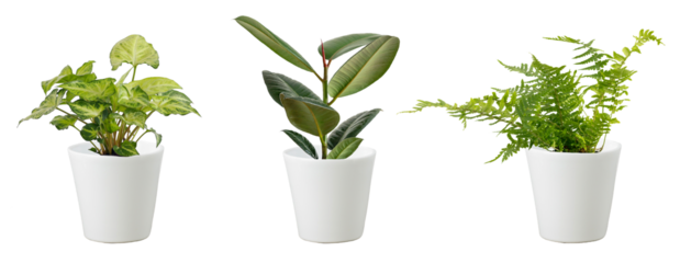 Set of small green plant, house fern, ficus rubber Indian and arrowhead plant in white ceramic pots isolated clipping path on white background.