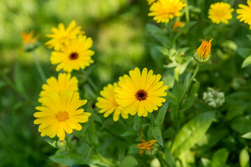 Bright flowers of calendula (Calendula officinalis), growing in the garden.