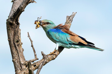 Rollier d'Europe, Coracias garrulus, European Roller