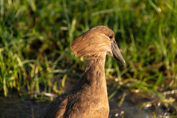 Ombrette africaine,. Scopus umbretta, Hamerkop