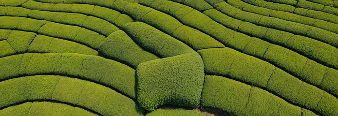 Aerial view of green rice field or tea plantation. Natural horizontal texture for background.