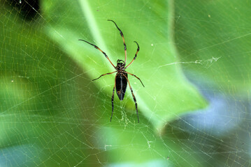 Araignée, Nephila inaurata