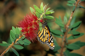 Papillon le Monarque , Danaus plexippus