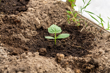 Young sprout new cucumber plant at soil