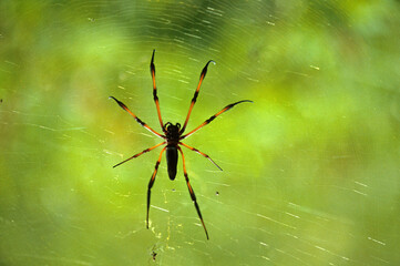 Araignée , Nephila inaurata