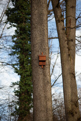 Artificial bat den on a tree