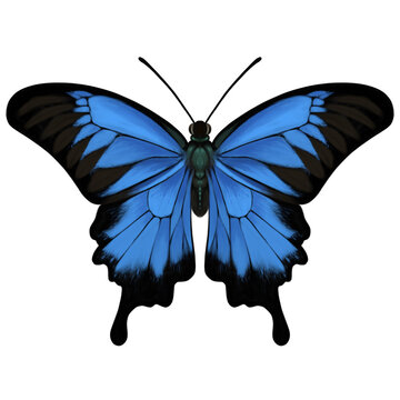 Illustration of Blue Ulysses Swallowtail Butterfly (Papilio ulysses) in realism style. Realism illustration of swallowtail butterfly of Australia, Indonesia, Papua New Guinea and the Solomon Islands.