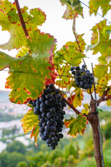 Rote, reife Weintrauben am Stock