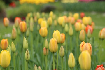 Spring is the time of the awakening of nature. Buds of tulips. Morges. Canton Geneva. Switzerland. 