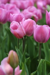 Two tulips, like two twins, grow together. Morges. Canton Geneva. Switzerland.