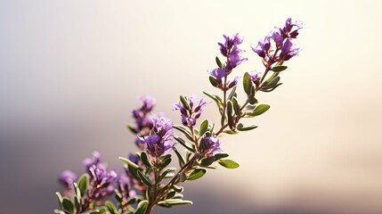 aromatic thyme flower