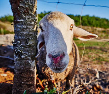 Sheep poking his head through a fence in Nazare, Portugal, Europe
