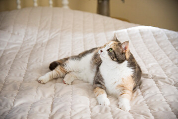 funny multicolored cat lying on bed	in light bedroom