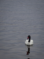 Cisne de cuello negro con sus crías, Puerto natales, Chile