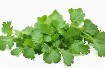 Green coriander or cilantro leaves plant isolated on white background