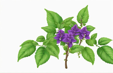 Vector illustration of Ocimum tenuiflorum, known as holy basil or tulsi, isolated on white background. - obrazy, fototapety, plakaty