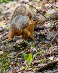 Naklejka na ściany i meble A fox squirrel (Sciurus niger) in the forest in the Spring in Michigan, USA.