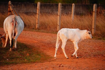 Obraz na płótnie Canvas a cute white cow's calf walking on ground