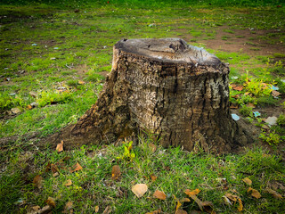 Sturdy tree trunk lies on vibrant green grass. Freshly cut surface shows growth rings, revealing the tree's age. Rough wood texture contrasts with soft surrounding grass. 