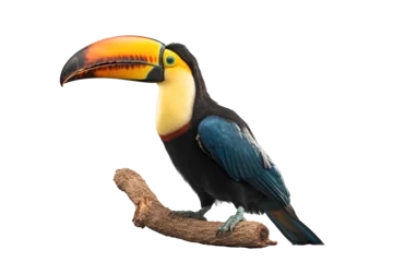 Plexiglas foto achterwand Toucan bird on a branch, isolated on transparent background © The Stock Guy