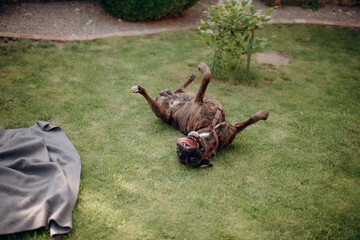 a cheerful dog lies, swings and fools around on a green lawn. a dog freely walks in the park, a dog without a leash, a dog in the yard