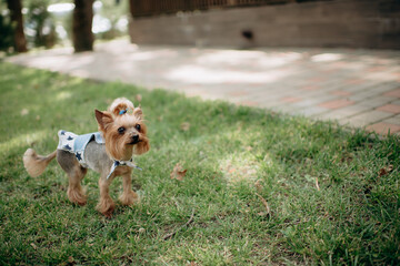 cute yorkshire terrier in jeans dog in the park