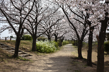 Obraz premium 甲子園口・武庫川の桜・兵庫県西宮市