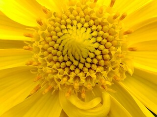 yellow sunflower macro showing its petals 