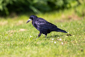 rook on the grass