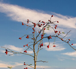 rose hips in the summer