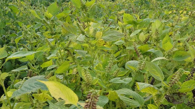  a perilla leaf growing in a field