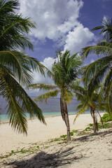 Fototapeta na wymiar Amazing tropical beach with big palm trees in Black Island