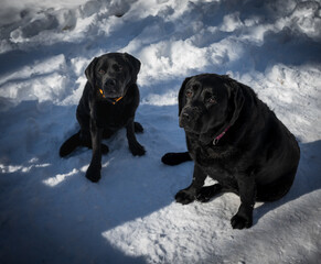 Two black labrador retrievers sitting and looking at the camera