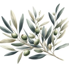 watercolor illustration of olive branches