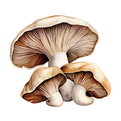 oyster mushroom clipart, watercolor, hand drawn, on a white background сreated with Generative Ai