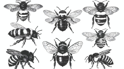 Bumblebee set. Hand drawn vector illustration. 