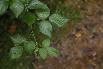 Beautiful wild plant with green leaves growing outdoors, closeup. Space for text