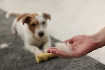 Pet shedding. Man showing pile of dog's hair to Jack Russell Terrier at home, closeup