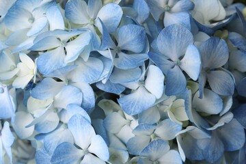 Beautiful light blue hydrangea flowers as background, top view