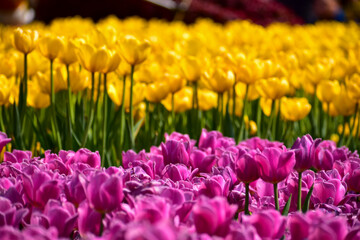Close-up of the yellow and purple tulips in sea of tulips in garden with sunlight. yellow and purple tulips in contrast.  Flower and plant. For background, nature and flower background.