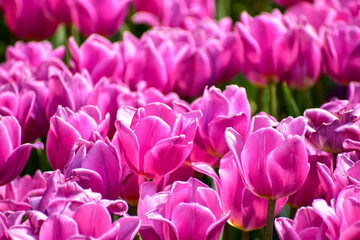Obraz premium Close-up of purple tulips in the sea of tulips in daytime. Purple tulips in the garden with sunlight. Flower and plant. For background, nature and flower background.