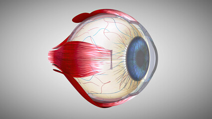 3D anatomical model of an Eye
