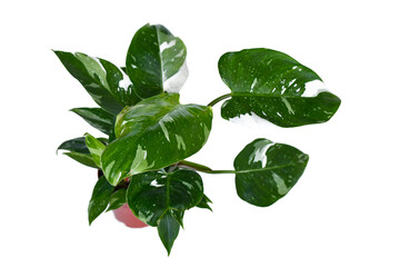 Tropical 'Philodendron White Princess' houseplant on white background