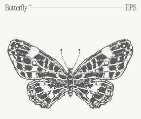 Hand drawn monochrome butterfly illustration on blank backdrop. Vector sketch.