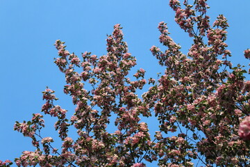 Branches of blooming apple tree against blue sky. Pink flowers and buds. Spring background
