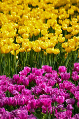 Close-up of the yellow and purple tulips in sea of tulips in garden with sunlight. yellow and purple tulips in contrast.  Flower and plant. For background, nature and flower background.